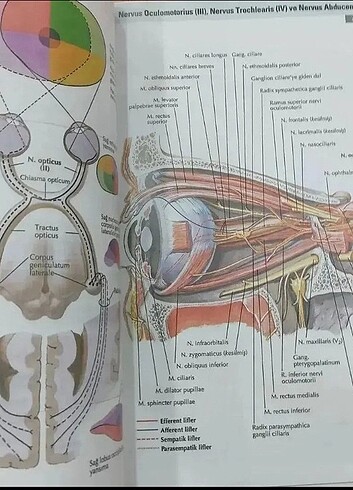  Beden Netter İnsan Anatomi Atlası 7.baskı