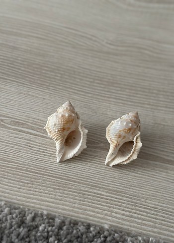 Bej deniz kabuğu küçük - Görsel 5