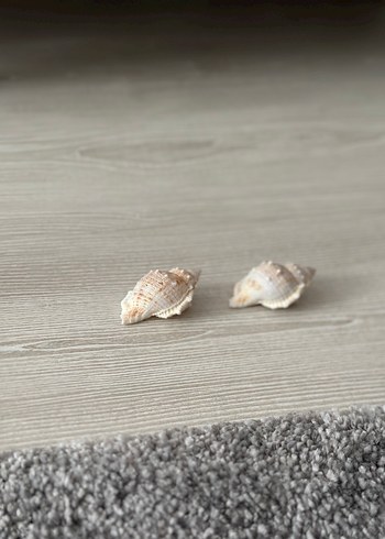 Bej deniz kabuğu küçük - Görsel 2