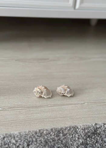 Bej deniz kabuğu küçük - Görsel 3