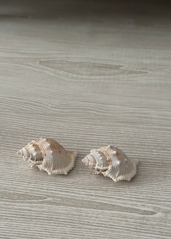 Bej deniz kabuğu küçük - Görsel 4