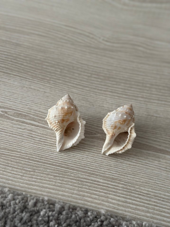 Bej deniz kabuğu küçük - Görsel 5