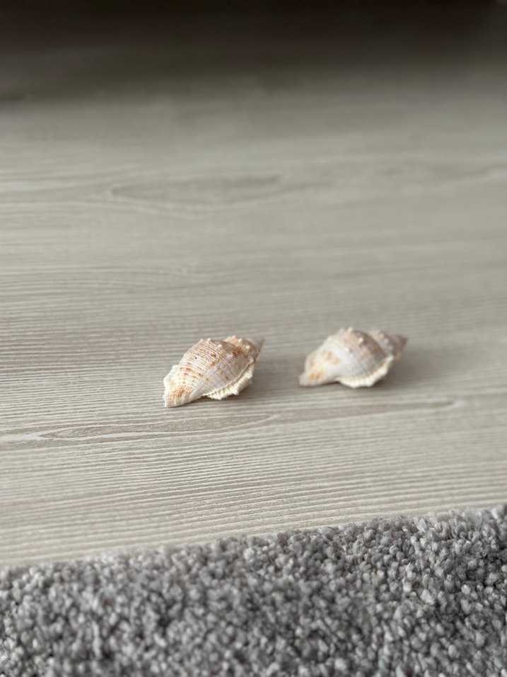 Bej deniz kabuğu küçük - Görsel 2