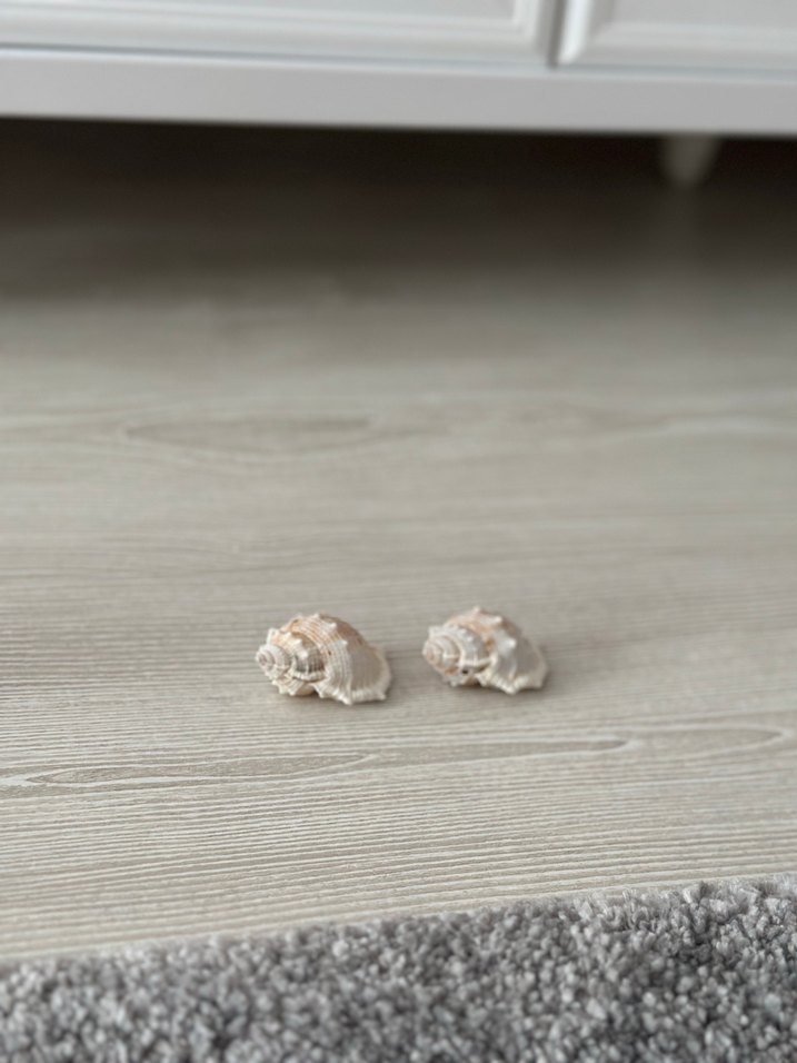 Bej deniz kabuğu küçük - Görsel 3