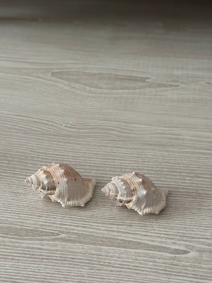 Bej deniz kabuğu küçük - Görsel 4