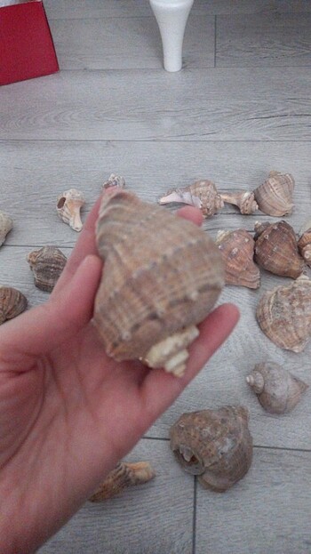 Deniz kabuğu  - Görsel 5