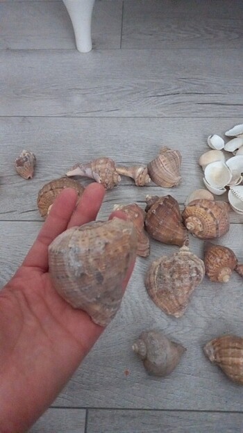 Deniz kabuğu  - Görsel 6