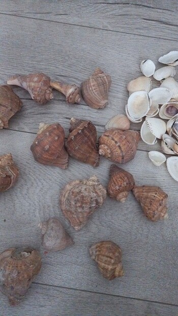 Deniz kabuğu  - Görsel 7