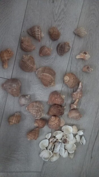 Deniz kabuğu  - Görsel 8