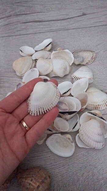 Deniz kabuğu  - Görsel 9