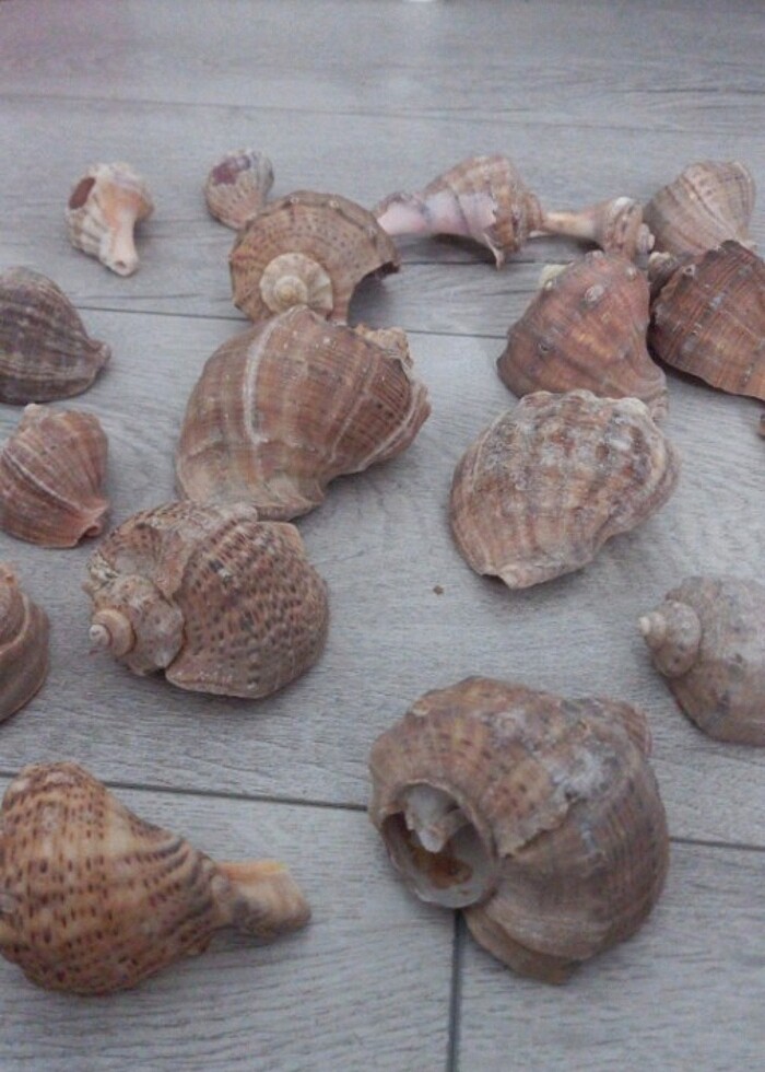 Deniz kabuğu  - Görsel 3