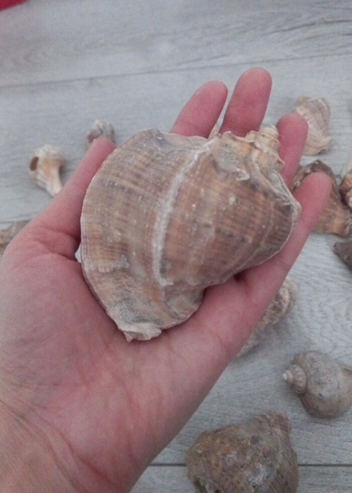 Deniz kabuğu  - Görsel 4