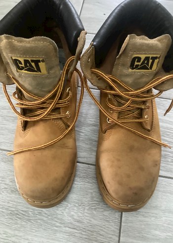 Cat 41