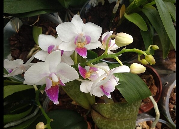 Orkide fidesi