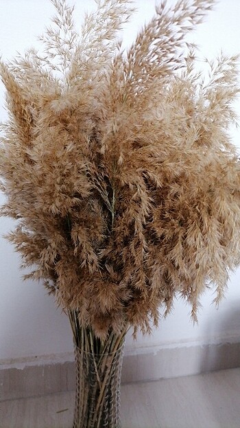 Pampas