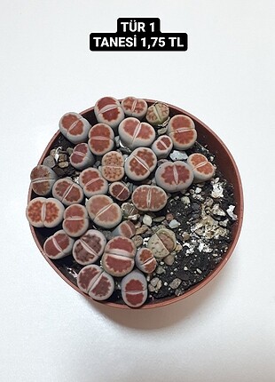 lithops kaktüs
