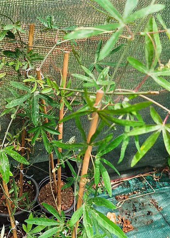 Beden pasiflora Çarkıfelek fidanı
