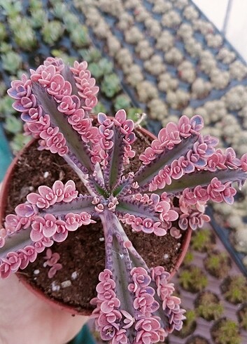 Pembe aşkingozyaşı