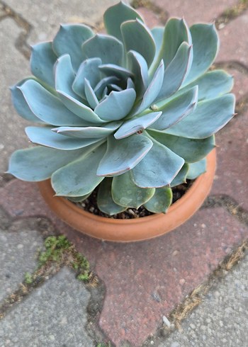 Echeveria Sukulent