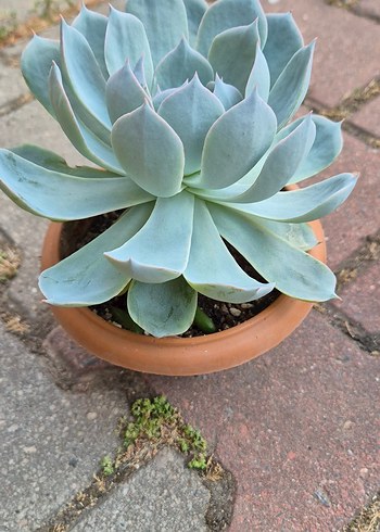 Çiçek Echeveria Sukulent