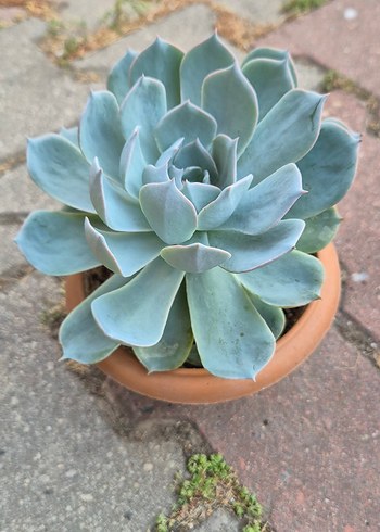 Beden Echeveria Sukulent