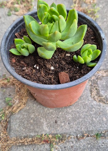 Çiçek Sukulent Saksı Çiçeği Echeveria Adolphi Sukulent