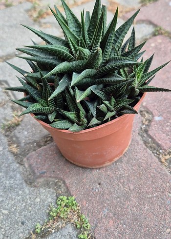 Beden kahverengi Renk Koyu Yeşil Haworthia Sukulent Saksıda