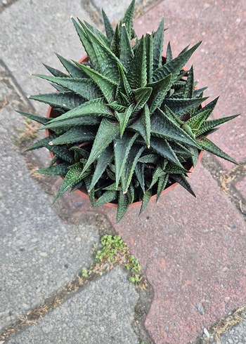 Beden Koyu Yeşil Haworthia Sukulent Saksıda