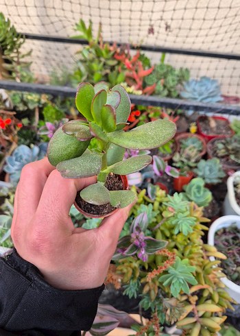 Çiçek Crassula Ovata Para Çiçeği Sukulent Saksı Çiçeği