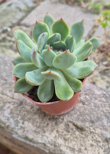 Beden yeşil Renk Echeveria Pulidonis sukulent Bitki