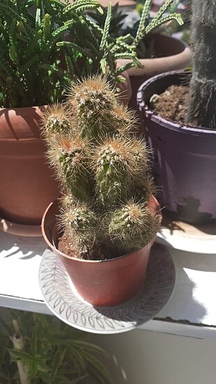 Küçük boy kaktus