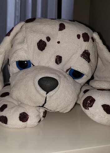 Dalmaçyalı Köpek