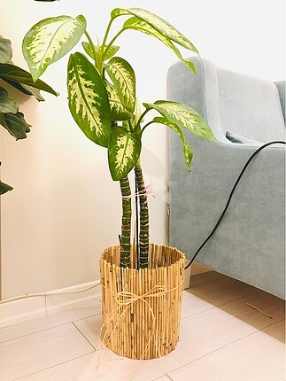 Zara Home Hasır saksı