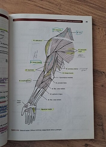  Resimli İnsan Anatomisi