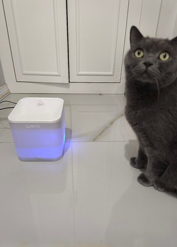 Gri Kedi Su Pınarı