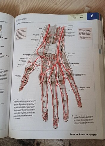 Tillmann İnsan Anatomisi Atlası