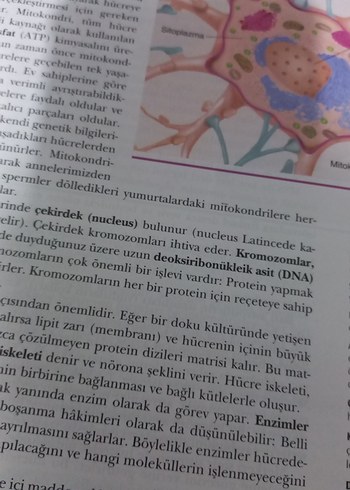 Beden Fizyolojik psikoloji