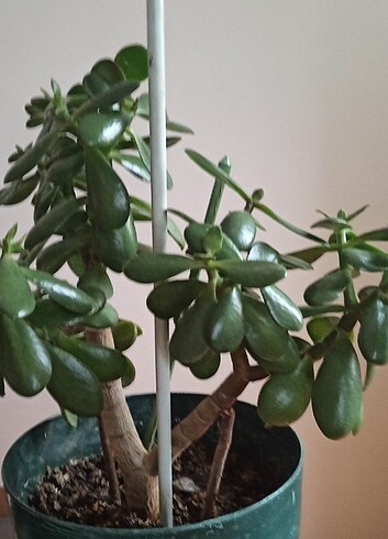  Beden Para ağacı bonsai 