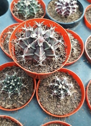 4 kaktus