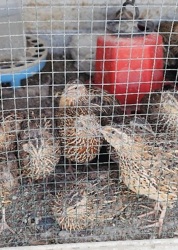 Bıldırcın Yumurtası Organik - Görsel 5