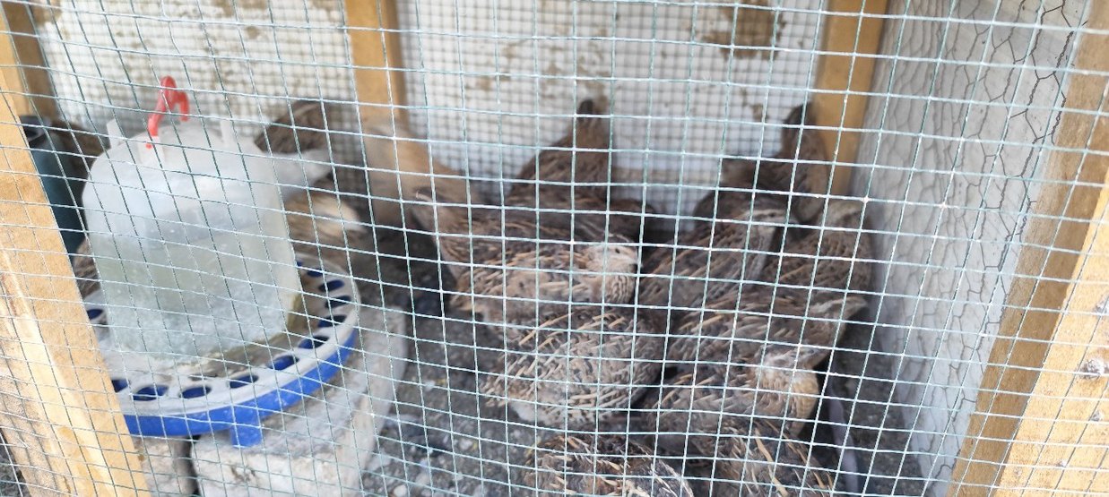 Bıldırcın Yumurtası Organik - Görsel 4