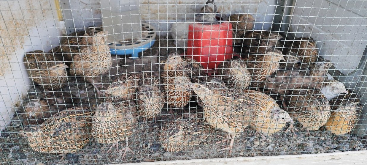 Bıldırcın Yumurtası Organik - Görsel 5