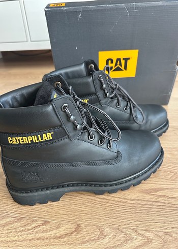 Cat 43