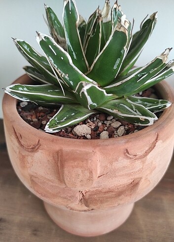 Agave Victoria Özel Tür