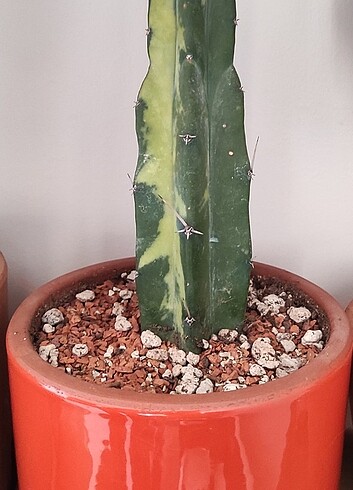 Beden Myrtillocactus geometrizans variegated kaktüs