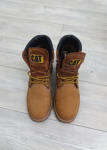 Cat 43