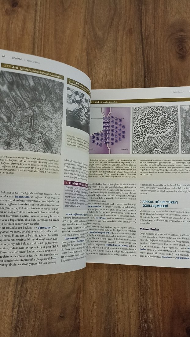 Junqueira Temel Histoloji Konu ve Atlas - Görsel 3