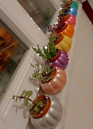 Kabak saksı