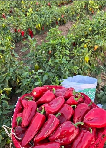 biber salçası - Görsel 3