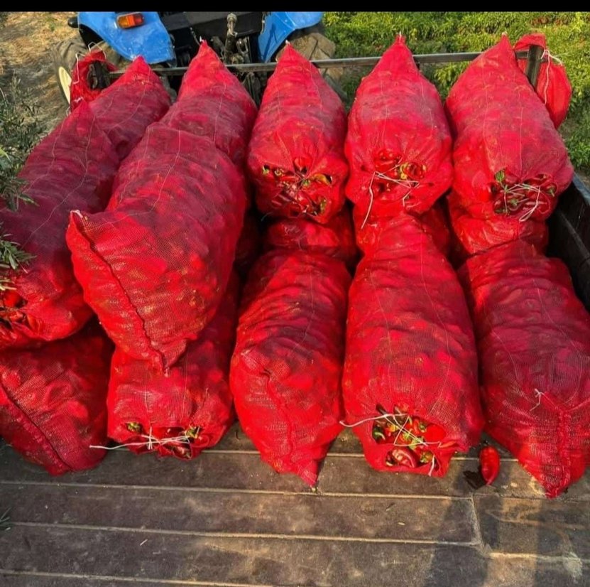 biber salçası - Görsel 2